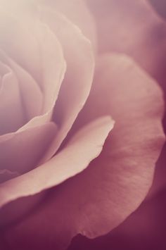 a close up view of a pink rose