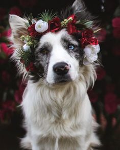 a black and white dog with flowers in its hair is looking at the camera while wearing a flower crown