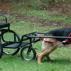 a dog pulling a bicycle behind it's back on the grass with its owner