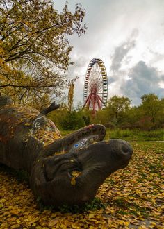 an elephant laying on its side in front of a ferris wheel and fall leaves covering the ground