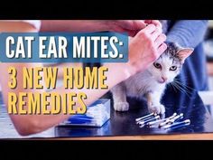 Old Ear Mites Remedy video: https://youtu.be/261A9mv7t1I📘 Dr. Jones' Free Book: Unlock veterinary secrets with Dr. Jones' insightful book on animal health c... Ear Mites In Cats Remedy, Cat Ear Mites, Dog Ear Mites, Cat Remedies, Flea Remedies, Pet Meds, Vet Medicine, Sick Cat, Pet Tips