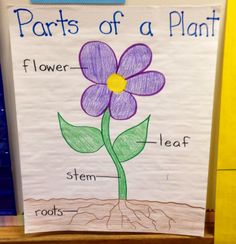 the parts of a plant on a bulletin board