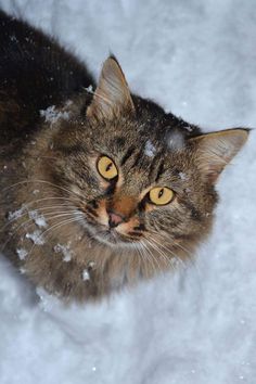 a close up of a cat in the snow looking off into the distance with it's eyes wide open