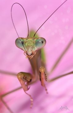 a close up of a grasshopper on a pink flower