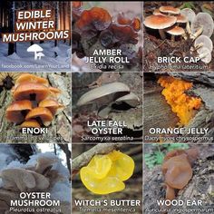 many different types of mushrooms growing on the side of a tree trunk with words describing them