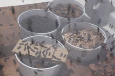 several metal buckets filled with dirt on top of a wooden table