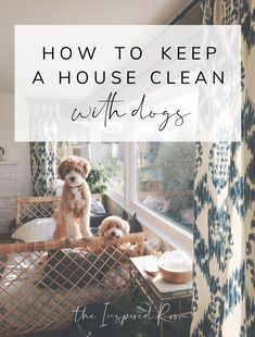 two dogs sitting in a dog bed with the words how to keep a house clean with dogs