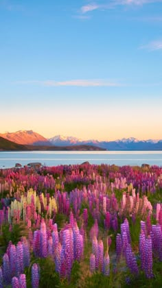 purple flowers in the foreground with mountains in the backgroud and water in the background