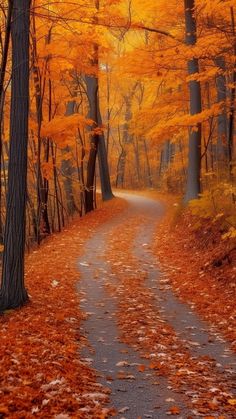 a path in the middle of an autumn forest