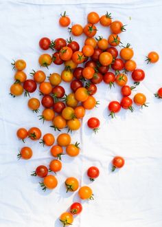 a bunch of tomatoes that are laying on the ground