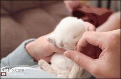 a person holding a small white kitten in their hands with the caption, i usagif