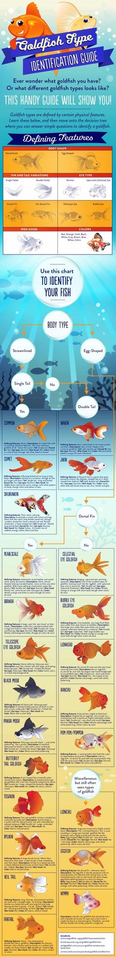 a large poster with many different types of fish in it's body and colors