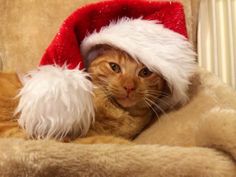 an orange and white cat wearing a santa hat