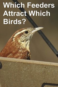 a brown bird sitting on top of a wooden bench with the words which feeders attract which birds?