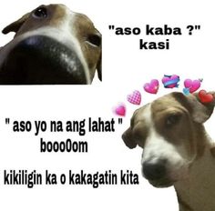 a dog with hearts on its head looking at another dog's face and the caption says, aso kaba kaba? kasi