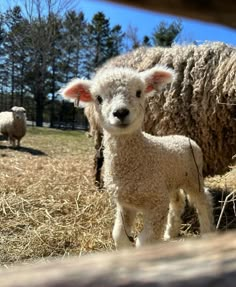 a baby sheep standing next to an adult sheep in a field with other sheep behind it