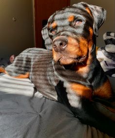 a black and brown dog laying on top of a bed