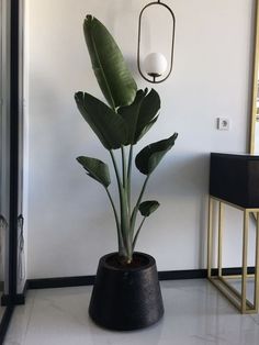 a large plant in a black pot on the floor next to a mirror and lamp