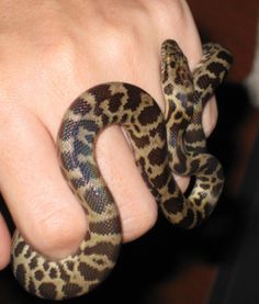 a close up of a person's hand holding a snake