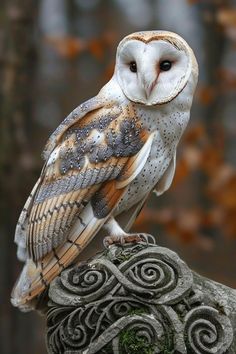 an owl sitting on top of a rock