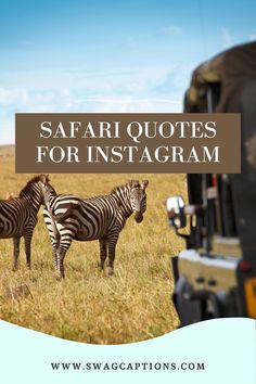 two zebras standing next to each other with the words safari quotes for instagram