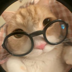 an orange and white cat wearing black glasses