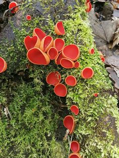 many red cups are growing on the moss