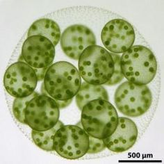 green circles are arranged on a white plate