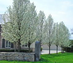 a stone wall and trees in front of a house