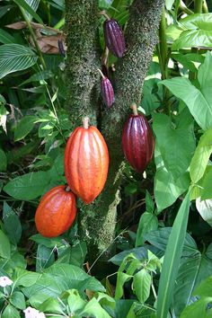 the fruit is growing on the tree outside