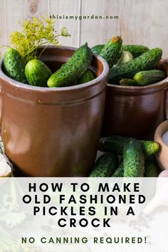 cucumbers in pots with text overlay how to make old fashioned pickles in a crock no canning required