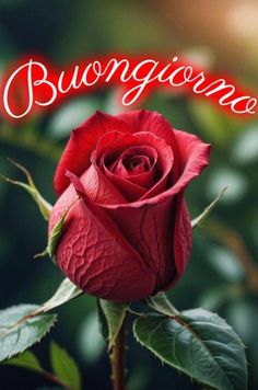 a red rose with the words burgocinone written in cursive writing