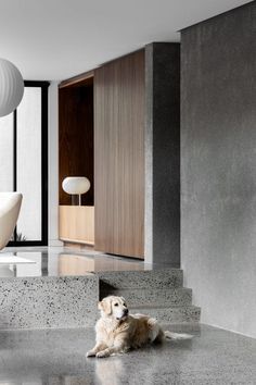 a dog is sitting on the floor in front of some stairs and a lamp hanging above it