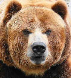 a large brown bear standing next to a stone wall