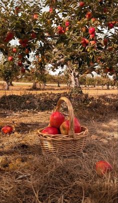 a basket full of apples sitting under an apple tree