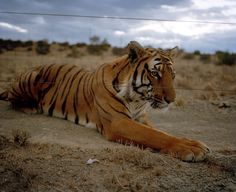 a large tiger laying on top of a dry grass covered field next to a wire fence