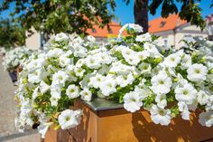 white flowers are growing in a wooden planter