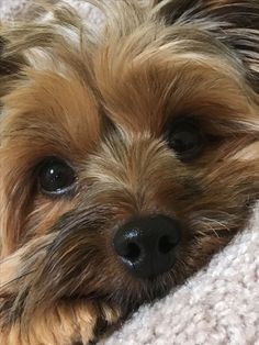 a small brown dog laying on top of a carpet