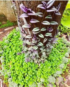 purple and white flowers growing on the ground next to a tree