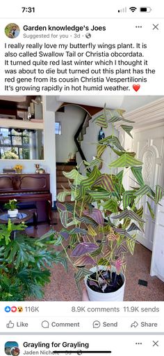 an image of a house with plants in it