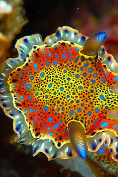 an orange and blue sea slug on top of a coral in the ocean with bright colors