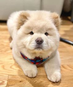 a small white dog sitting on top of a wooden floor