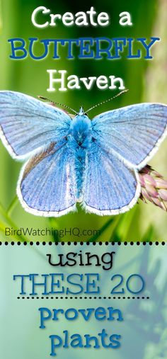 a blue butterfly with the words create a butterfly haven using these 20 proven plants