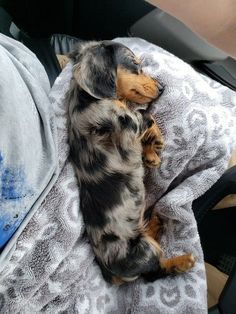 a small dog laying on top of a blanket