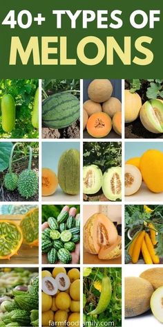 many different types of melons are shown in this collage with the words 40 + types