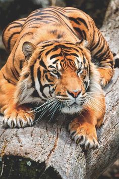 a large tiger laying on top of a tree branch