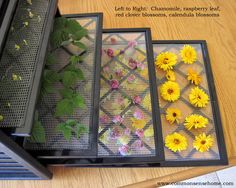 four different types of flowers are placed on a table with metal mesh dividers and shadow boxes