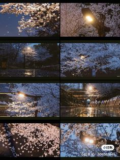 several pictures of trees with white flowers in the night and street lights lite up