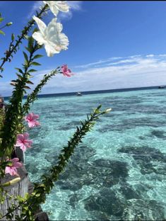 some pink and white flowers are in the water next to a wooden fence with clear blue water