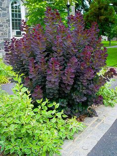 purple flowers are growing in the garden next to a brick walkway and stone building with windows